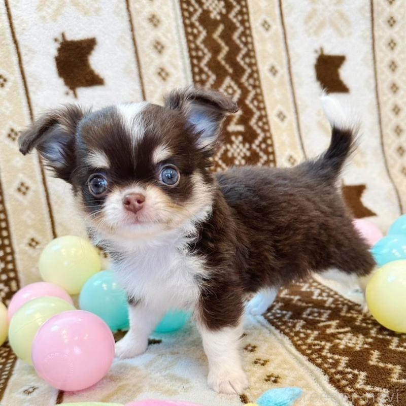 販売中の福岡県のチワワ(ロングコート)-431194の4枚目