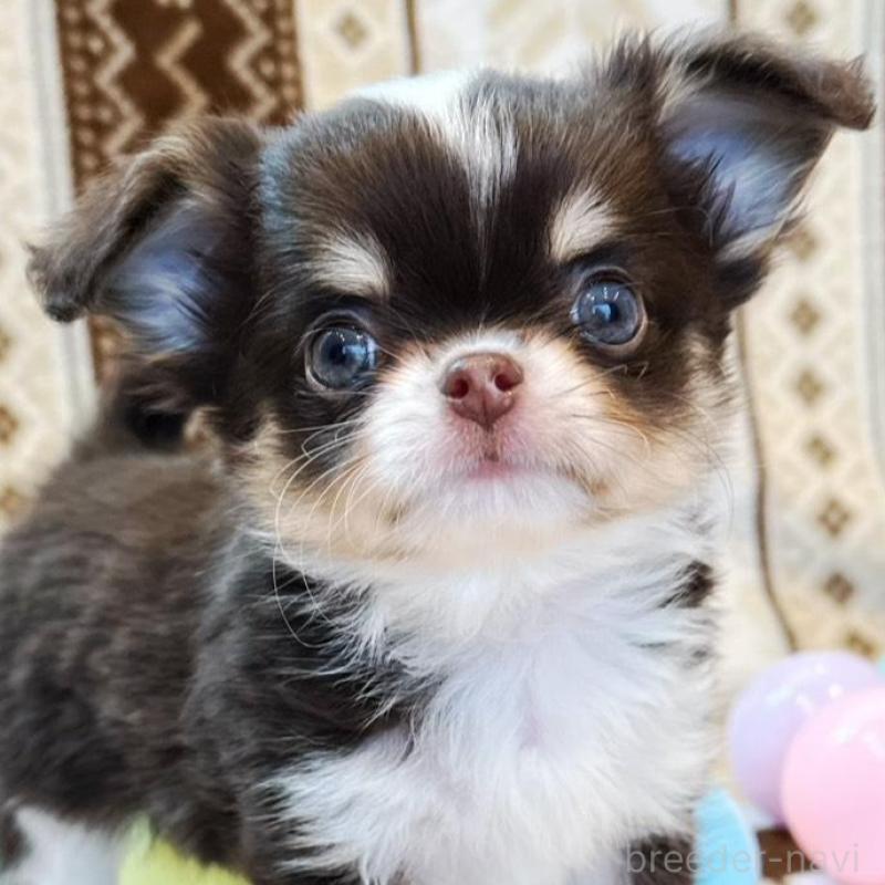 販売中の福岡県のチワワ(ロングコート)-431194の1枚目