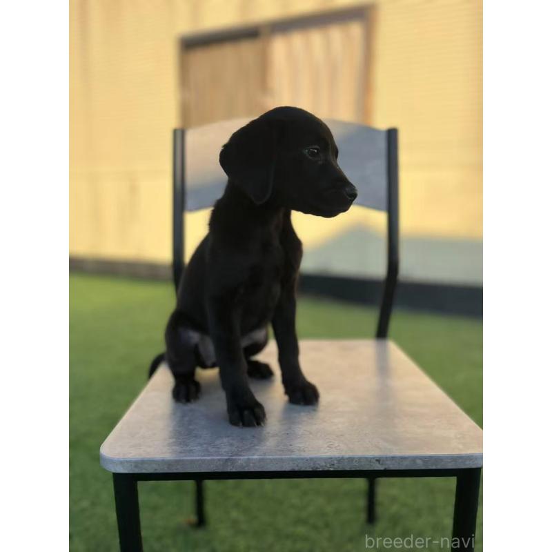 販売中の栃木県のラブラドールレトリーバー-431195の9枚目