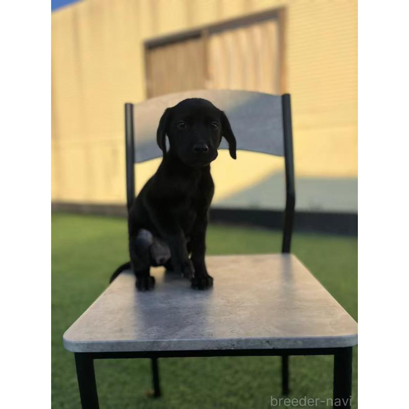 販売中の栃木県のラブラドールレトリーバー-431195の8枚目