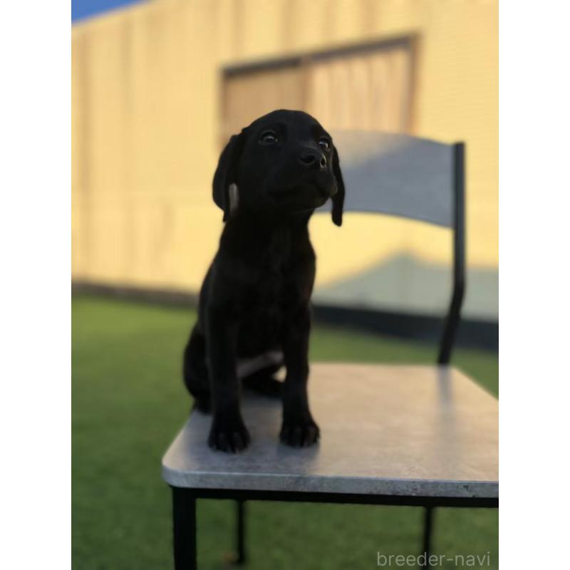 販売中の栃木県のラブラドールレトリーバー-431195の6枚目