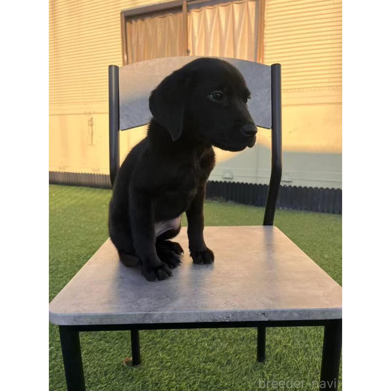 販売中の栃木県のラブラドールレトリーバー-431195の3枚目