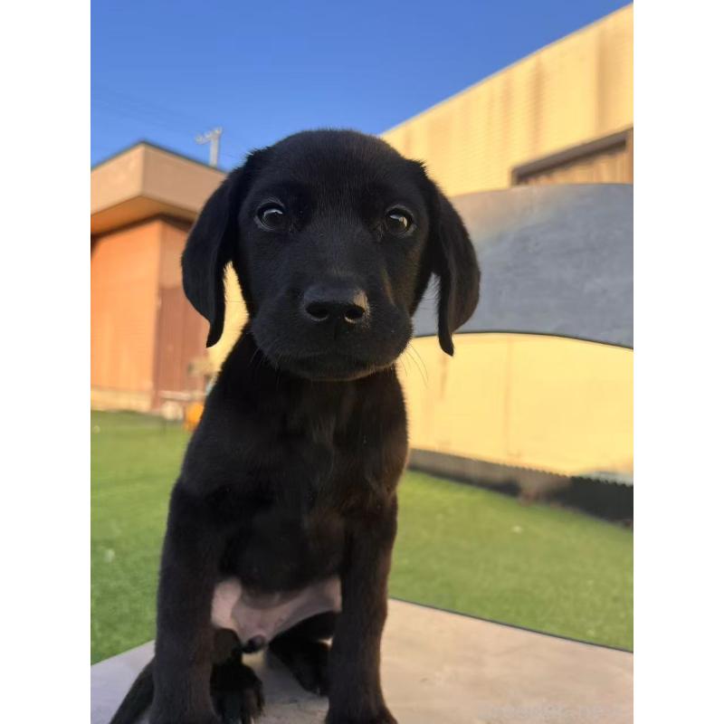 販売中の栃木県のラブラドールレトリーバー-431195の2枚目