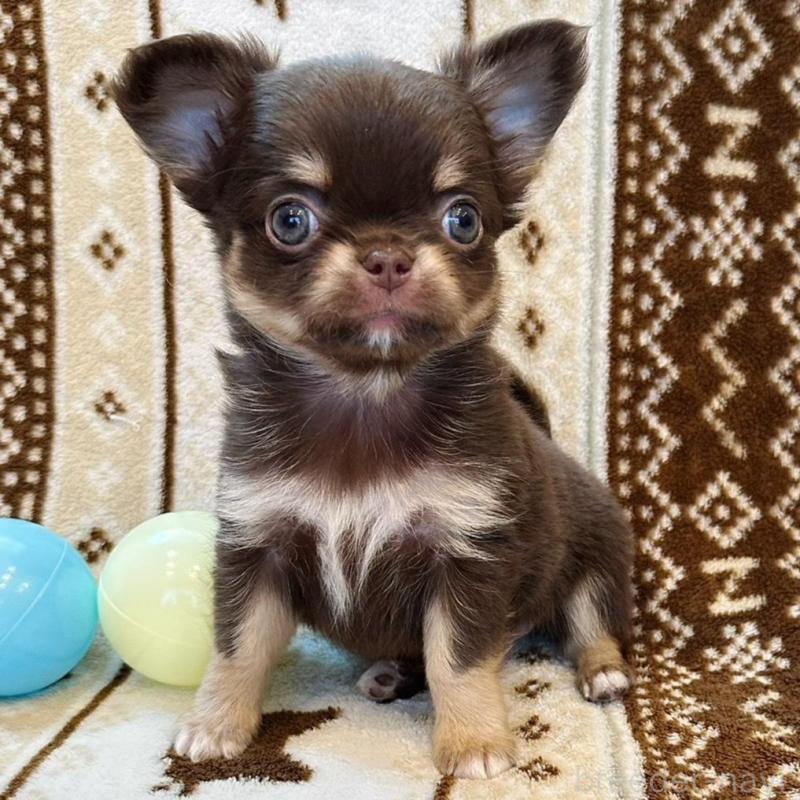 販売中の福岡県のチワワ(ロングコート)-431196の4枚目