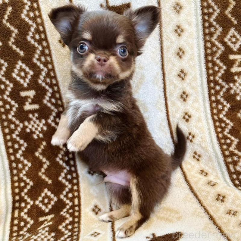 販売中の福岡県のチワワ(ロングコート)-431196の3枚目