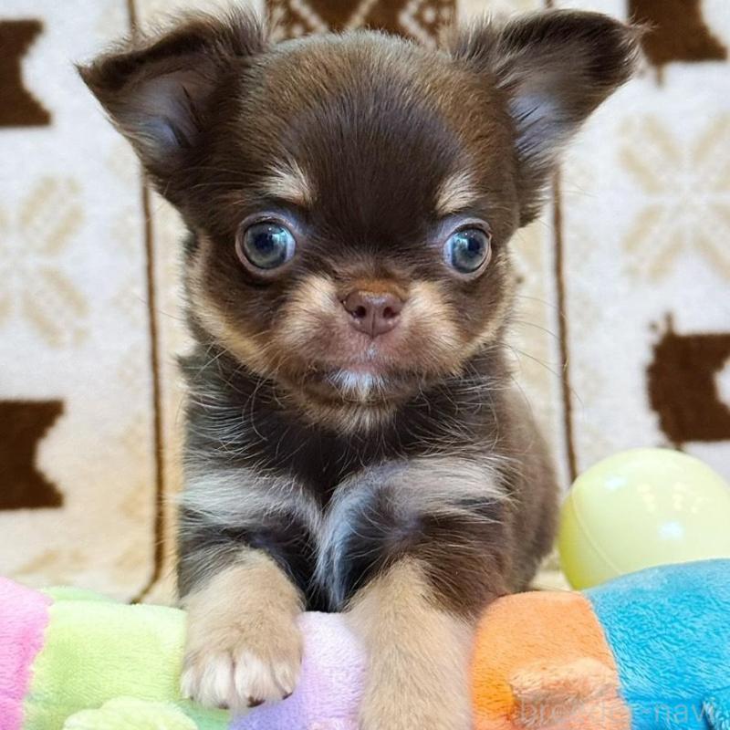 販売中の福岡県のチワワ(ロングコート)-431196の2枚目