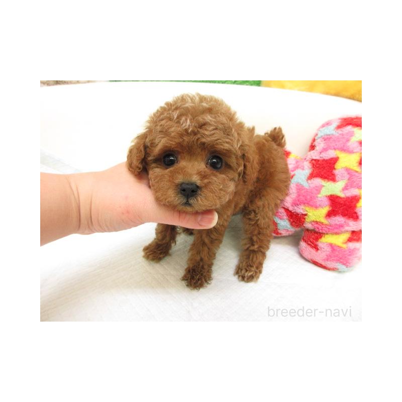 販売中の大阪府のトイプードル-431198の2枚目