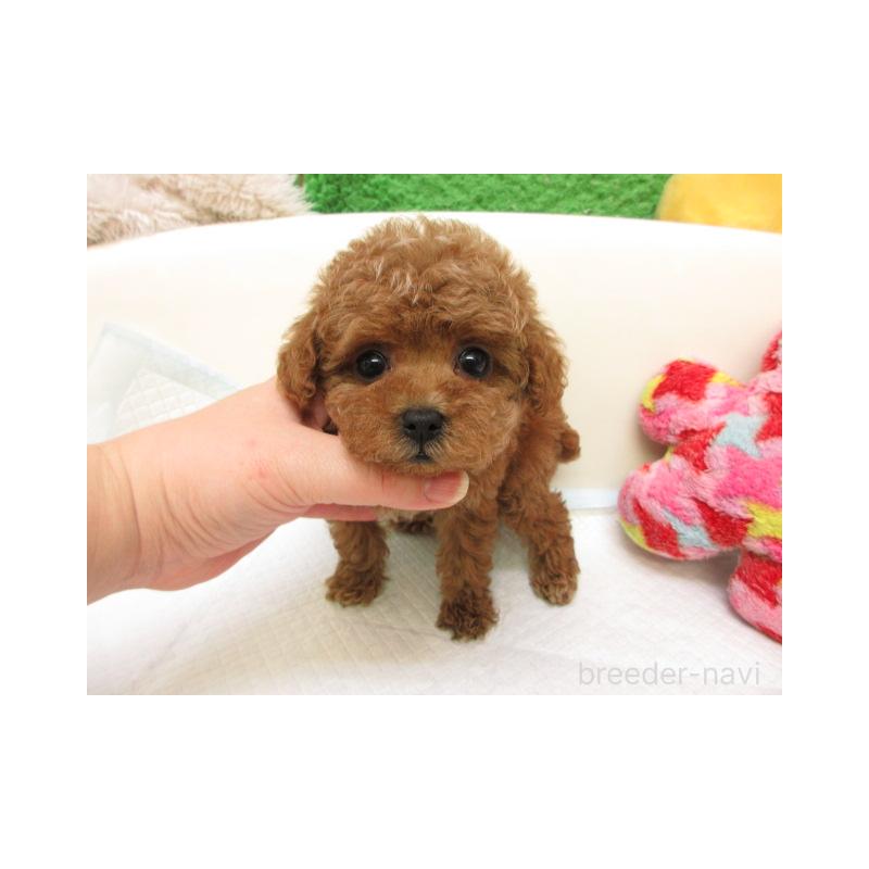 販売中の大阪府のトイプードル-431198