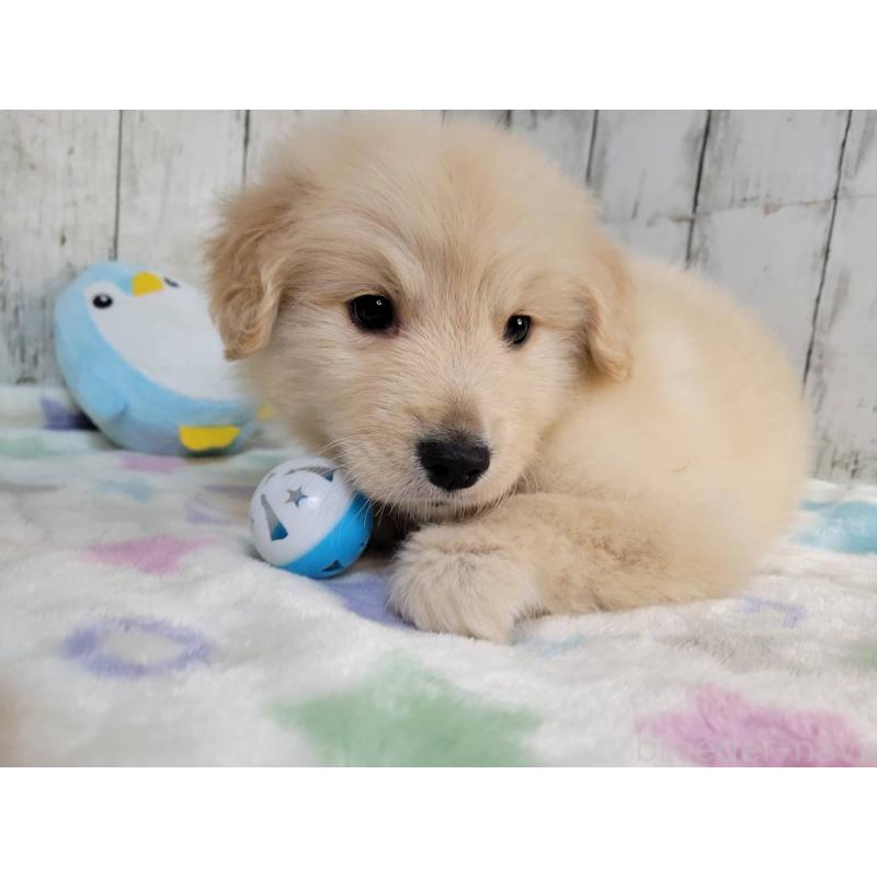 販売中の三重県のゴールデンレトリーバー-431200の3枚目