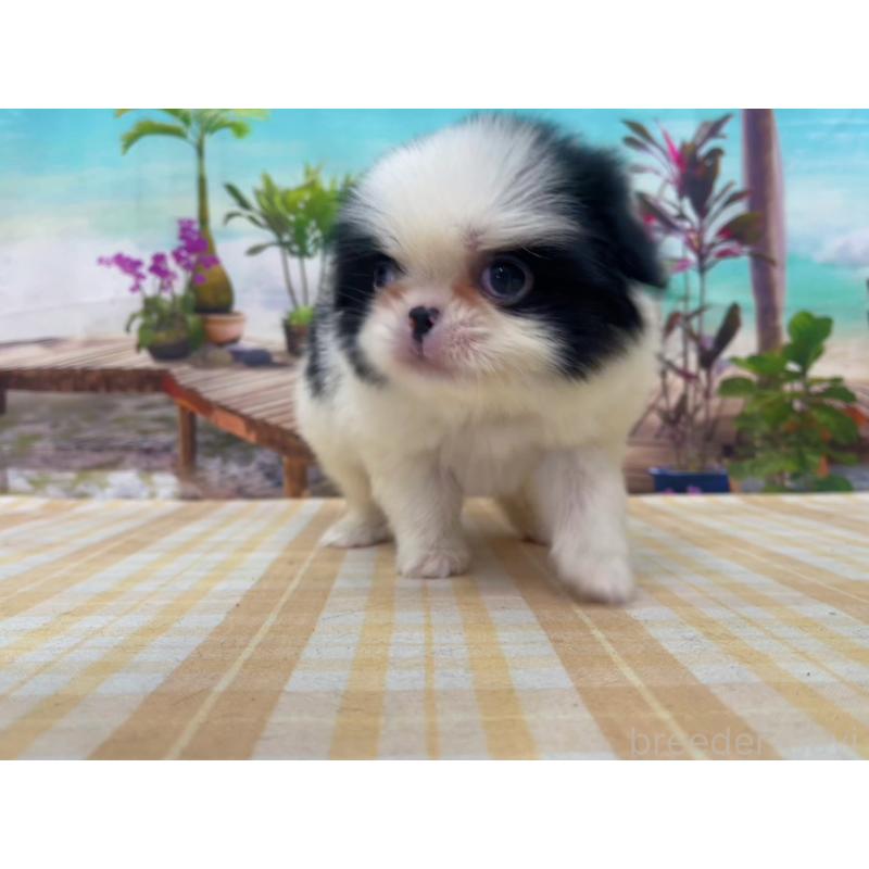 販売中の千葉県の狆 (チン)-431201の5枚目