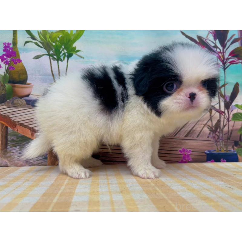 販売中の千葉県の狆 (チン)-431201の4枚目