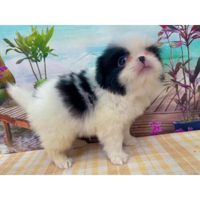 販売中の千葉県の狆 (チン)-431201の3枚目