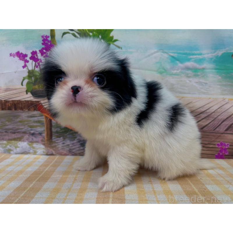 販売中の千葉県の狆 (チン)-431201