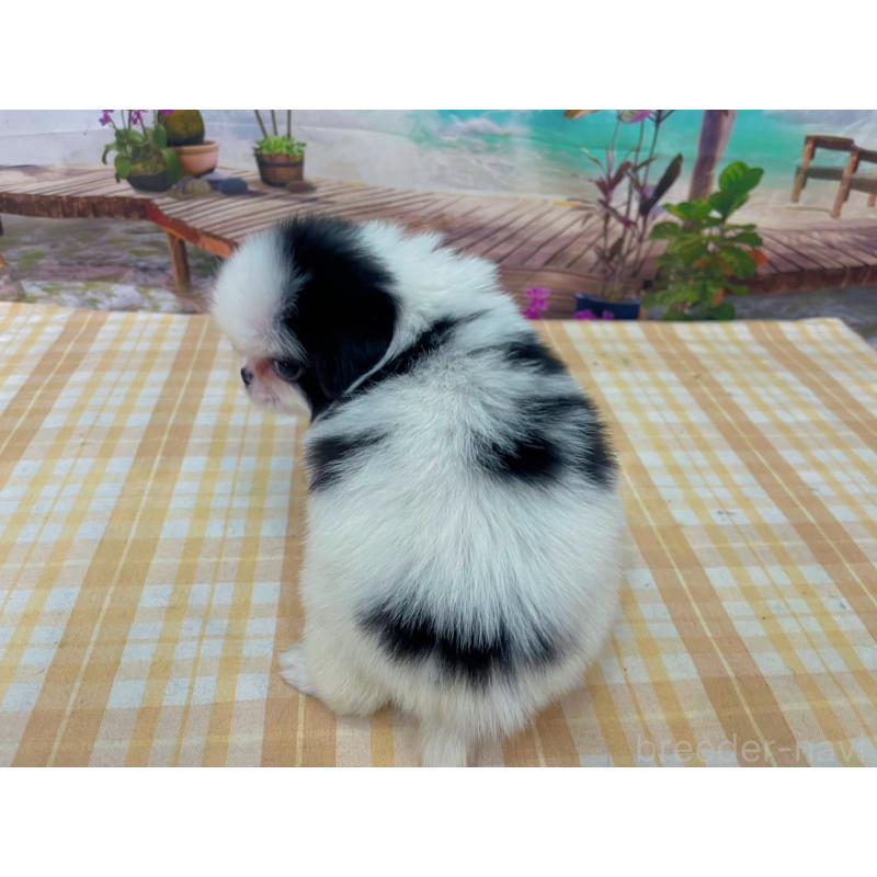 販売中の千葉県の狆 (チン)-431201の2枚目