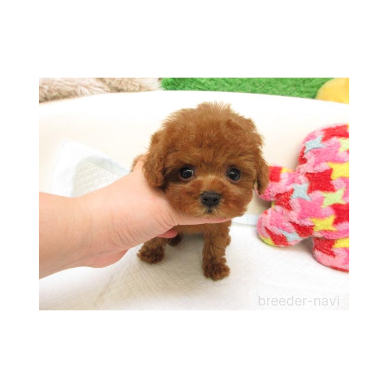 販売中の大阪府のトイプードル-431202の2枚目