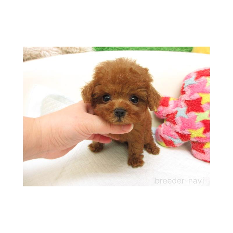 販売中の大阪府のトイプードル-431202