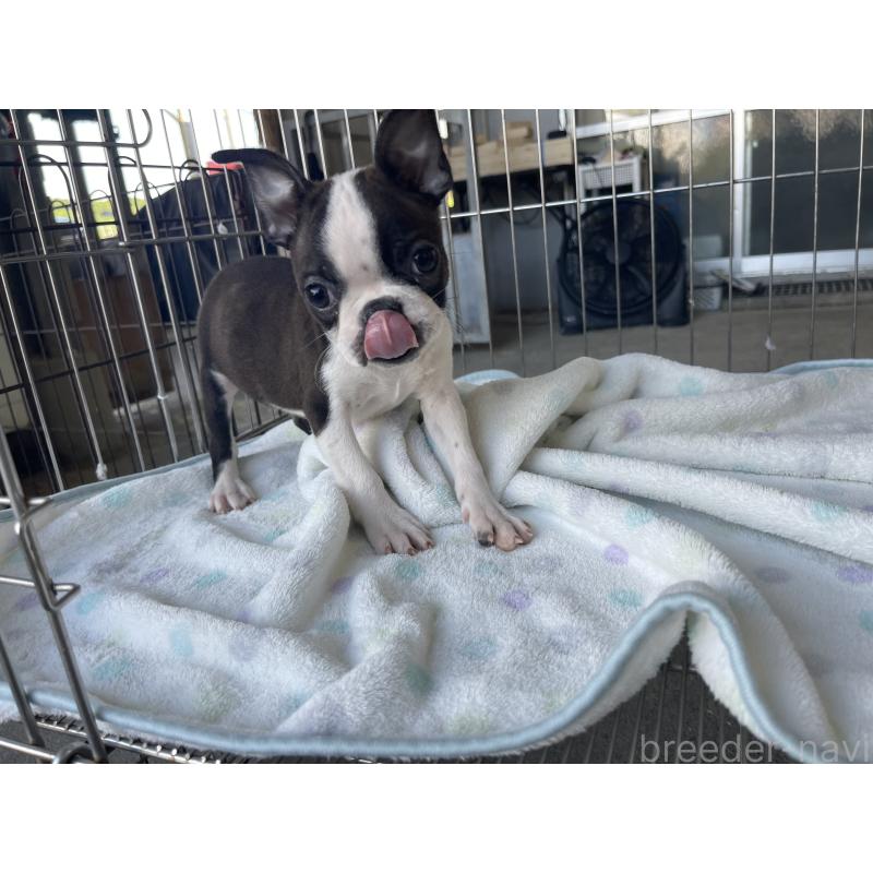 販売中の沖縄県のボストンテリア-426241の6枚目