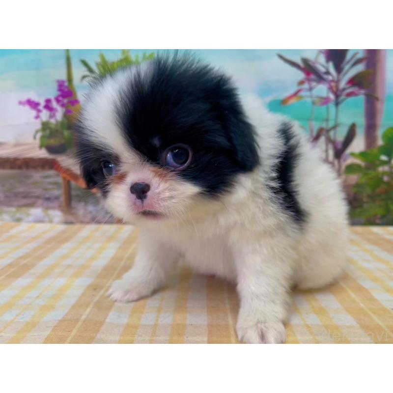 販売中の千葉県の狆 (チン)-431203の5枚目