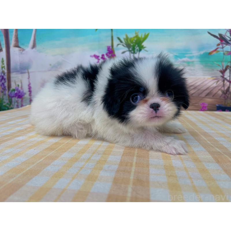 販売中の千葉県の狆 (チン)-431203