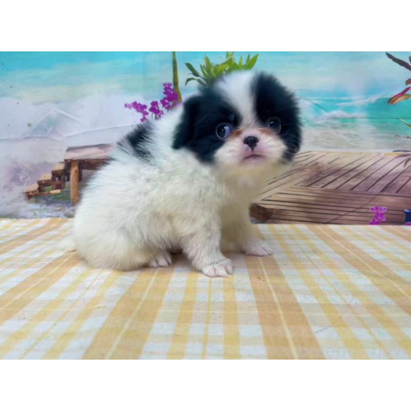 販売中の千葉県の狆 (チン)-431203の4枚目