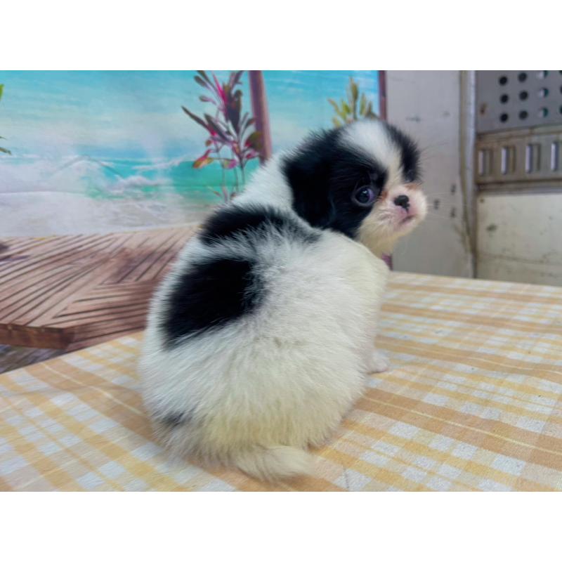 販売中の千葉県の狆 (チン)-431203の3枚目