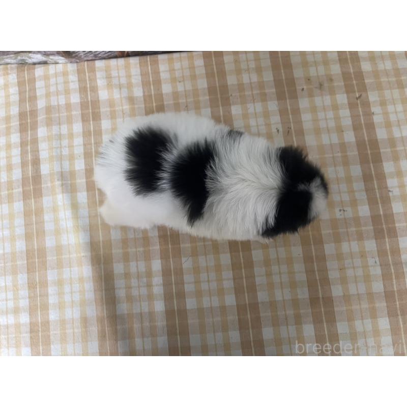 販売中の千葉県の狆 (チン)-431203の2枚目