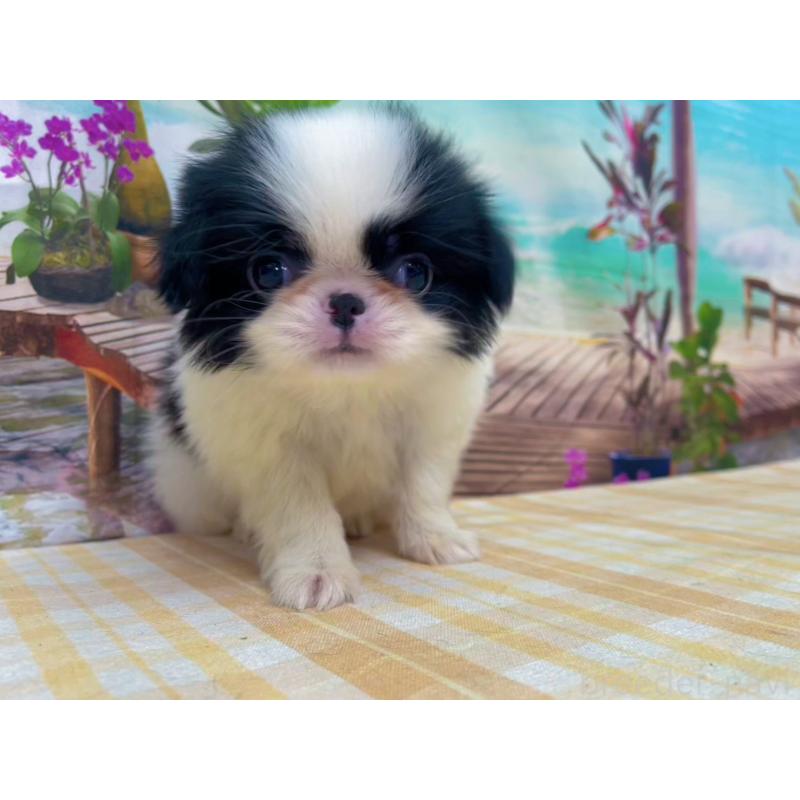 商談中の千葉県の狆 (チン)-431204