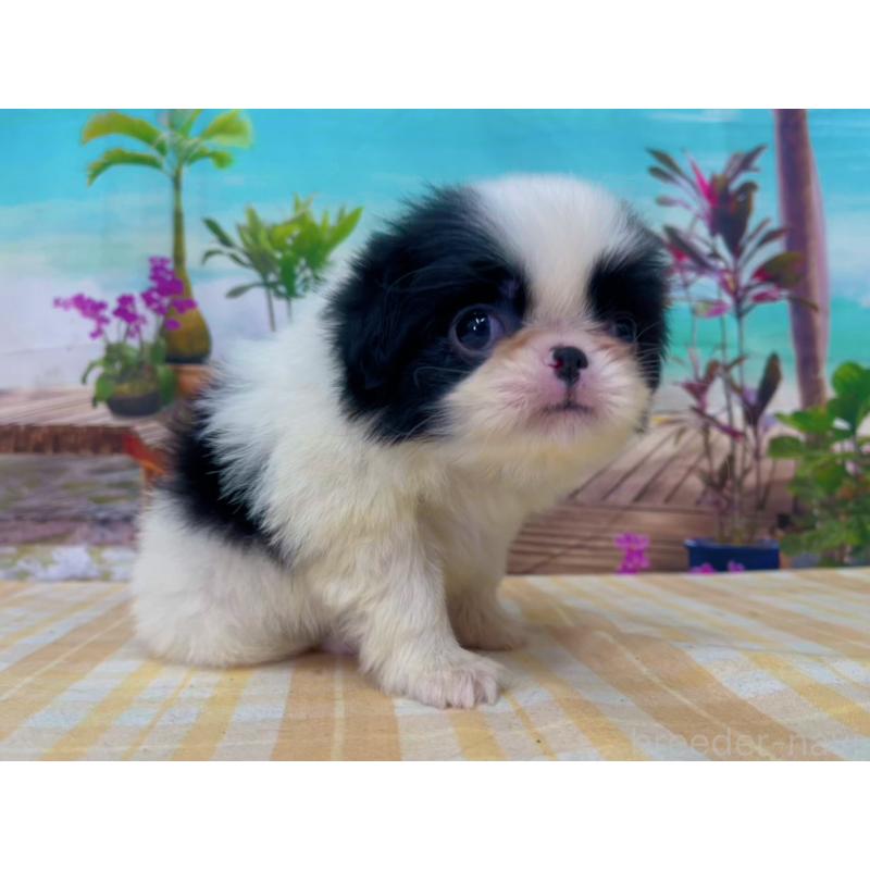 商談中の千葉県の狆 (チン)-431204の4枚目