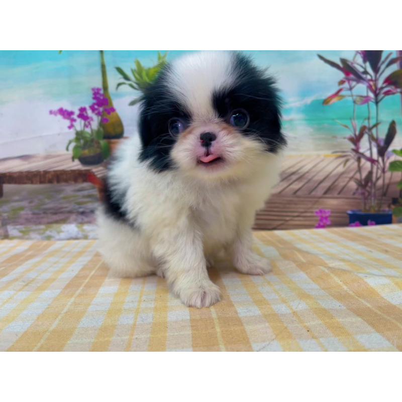 商談中の千葉県の狆 (チン)-431204の3枚目