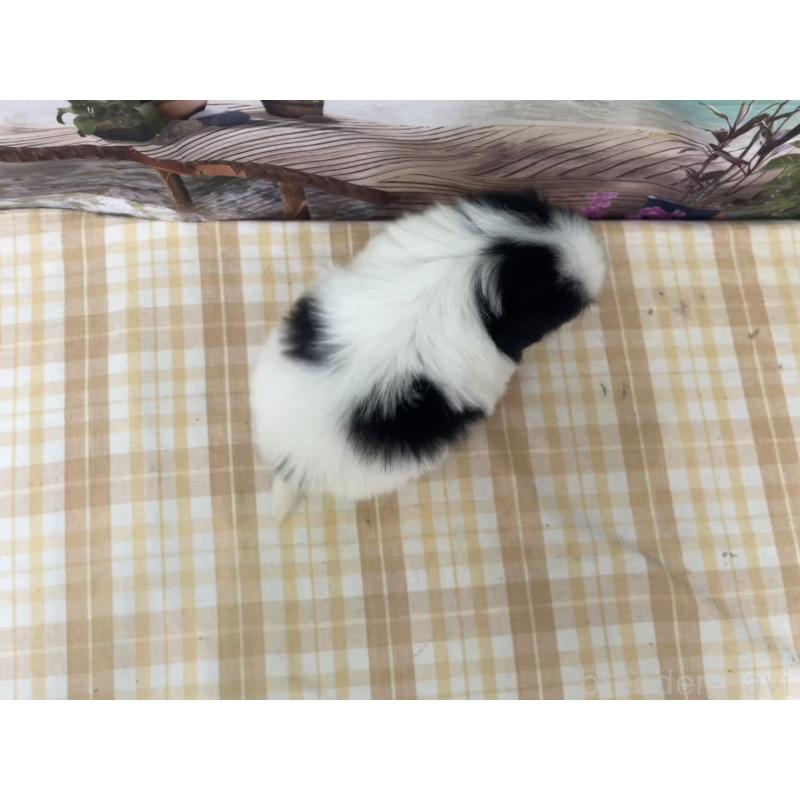 商談中の千葉県の狆 (チン)-431204の2枚目