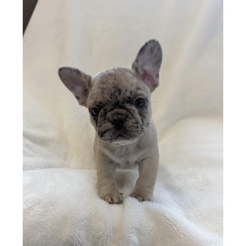 販売中の山口県のフレンチブルドッグ-427958