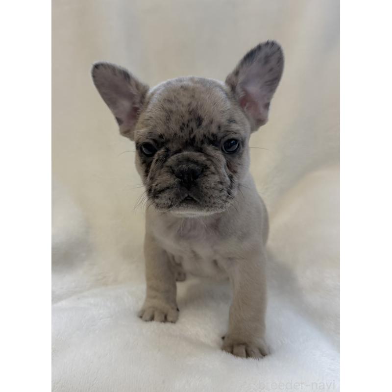 成約済の山口県のフレンチブルドッグ-427958の5枚目