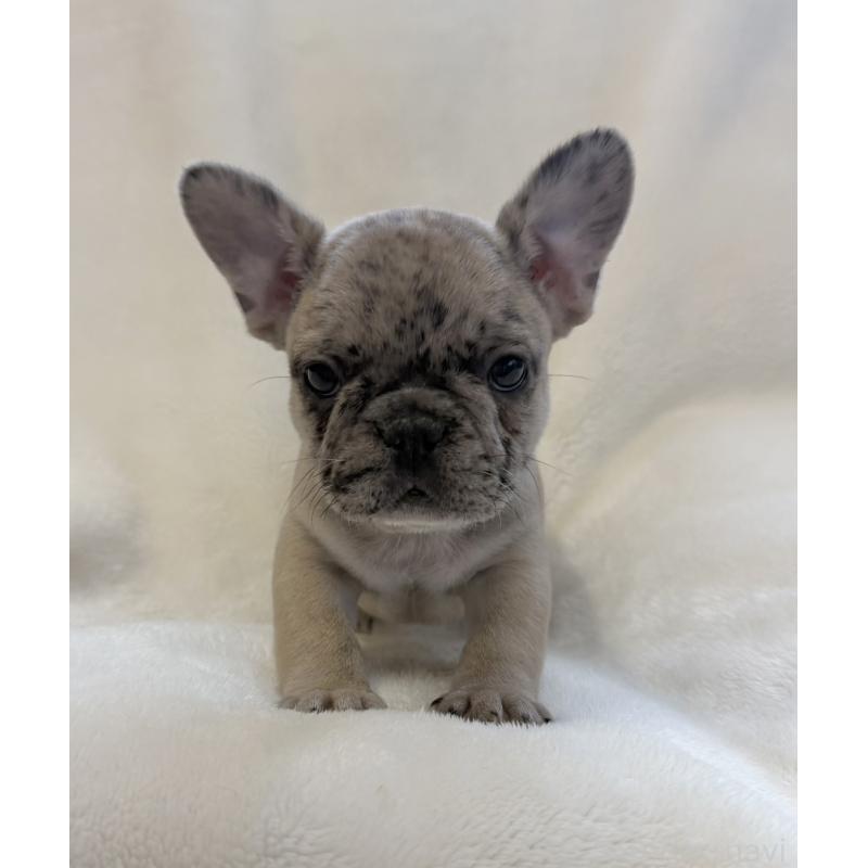 成約済の山口県のフレンチブルドッグ-427958の4枚目