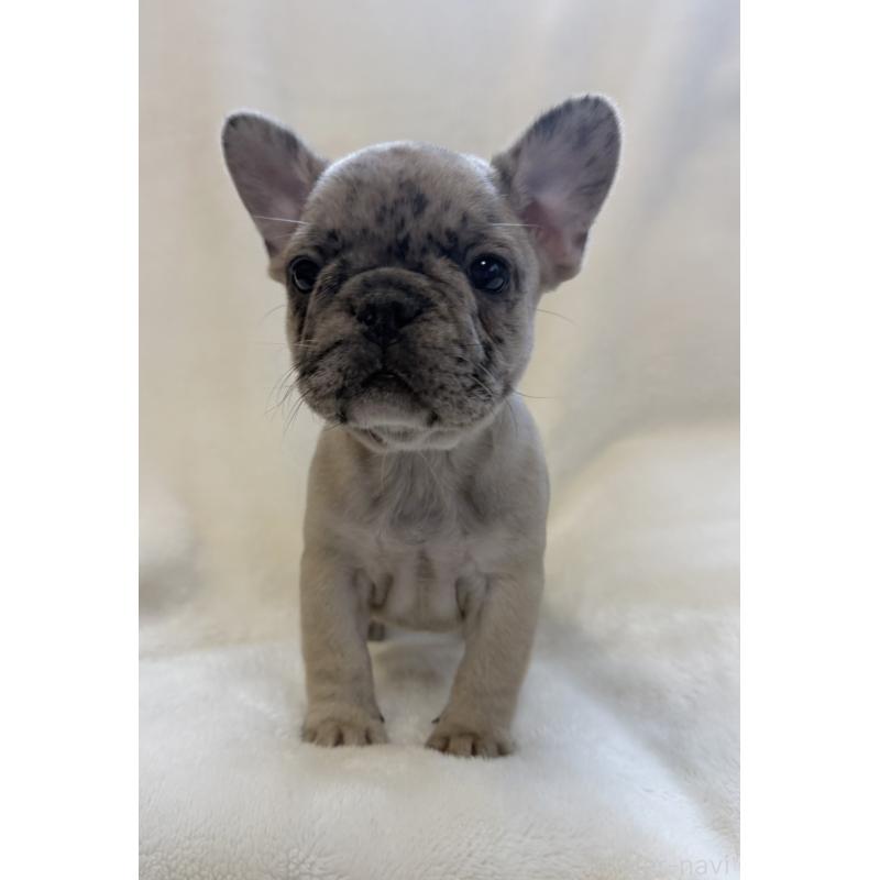 成約済の山口県のフレンチブルドッグ-427958の3枚目