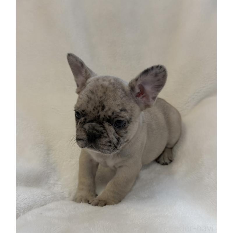 成約済の山口県のフレンチブルドッグ-427958の2枚目