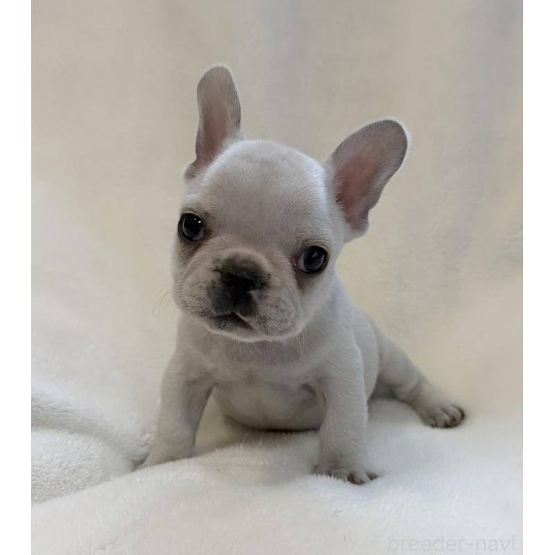 販売中の山口県のフレンチブルドッグ-428973