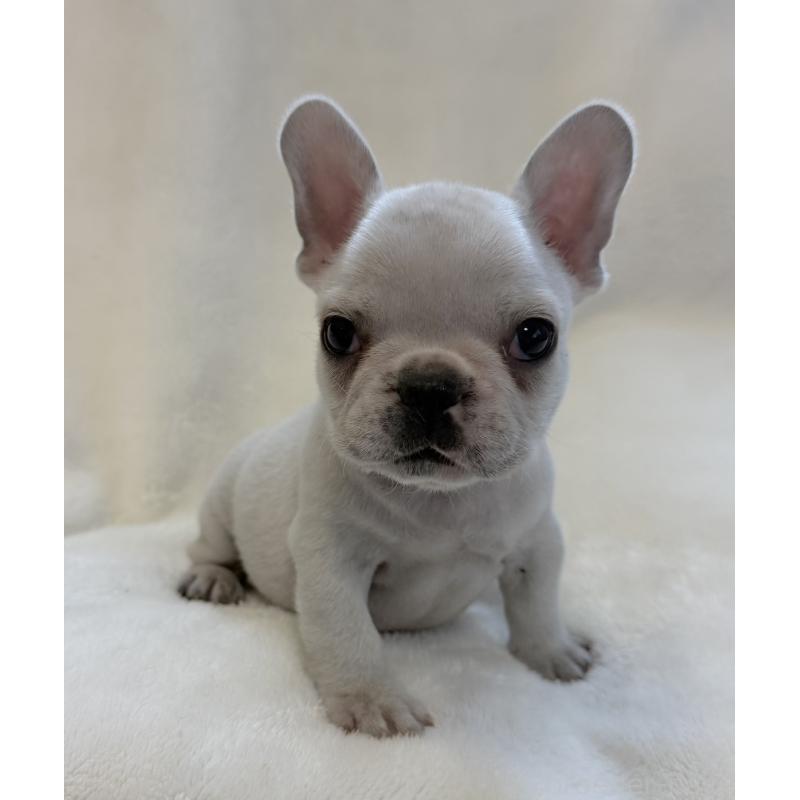 販売中の山口県のフレンチブルドッグ-428973の7枚目