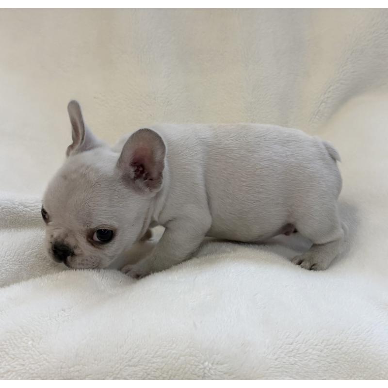 販売中の山口県のフレンチブルドッグ-428973の5枚目