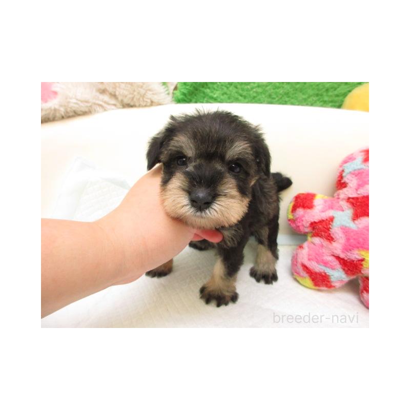 販売中の大阪府のミニチュアシュナウザー-431205の2枚目