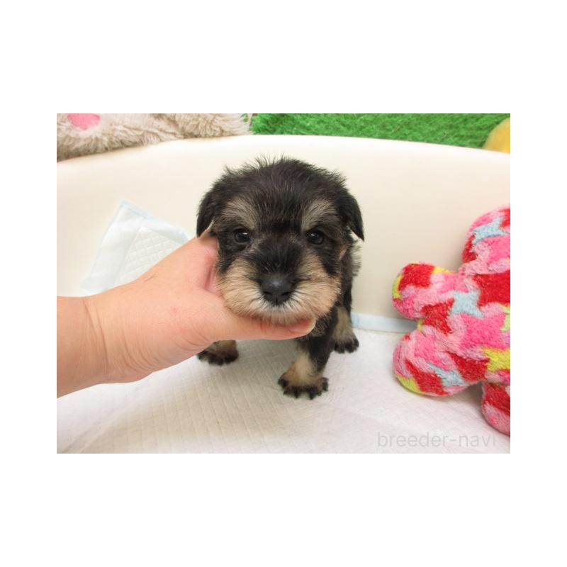 販売中の大阪府のミニチュアシュナウザー-431205