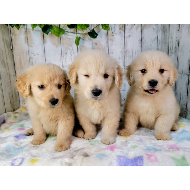 販売中の三重県のゴールデンレトリーバー-431197の2枚目