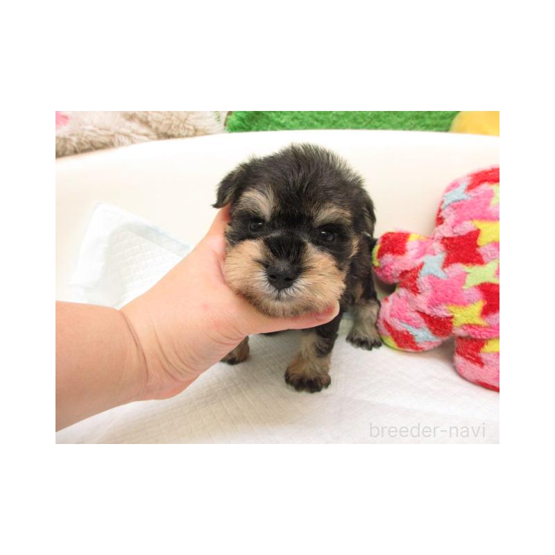 販売中の大阪府のミニチュアシュナウザー-431206の2枚目