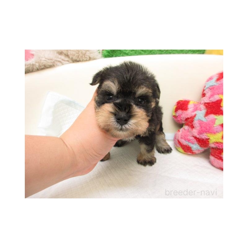 販売中の大阪府のミニチュアシュナウザー-431206