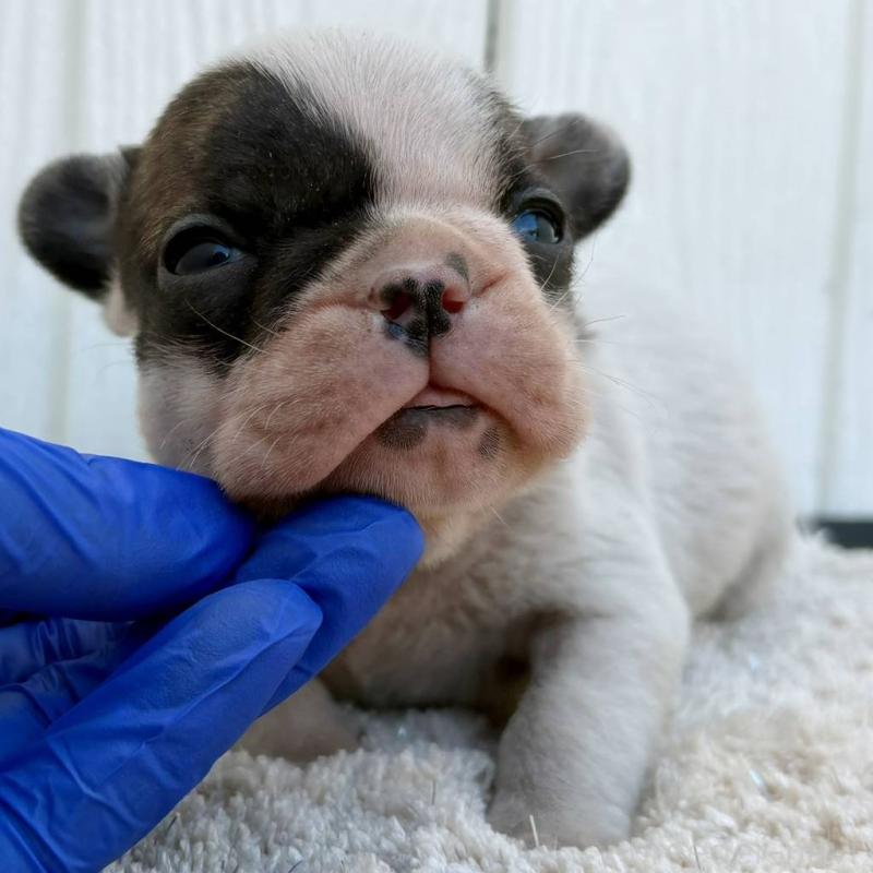 販売中の茨城県のフレンチブルドッグ-427475