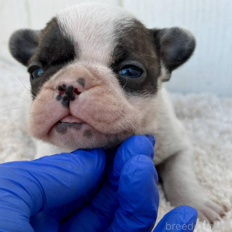 販売中の茨城県のフレンチブルドッグ-427475の19枚目