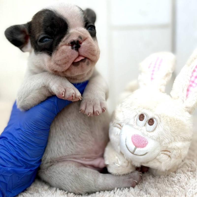 販売中の茨城県のフレンチブルドッグ-427475の18枚目