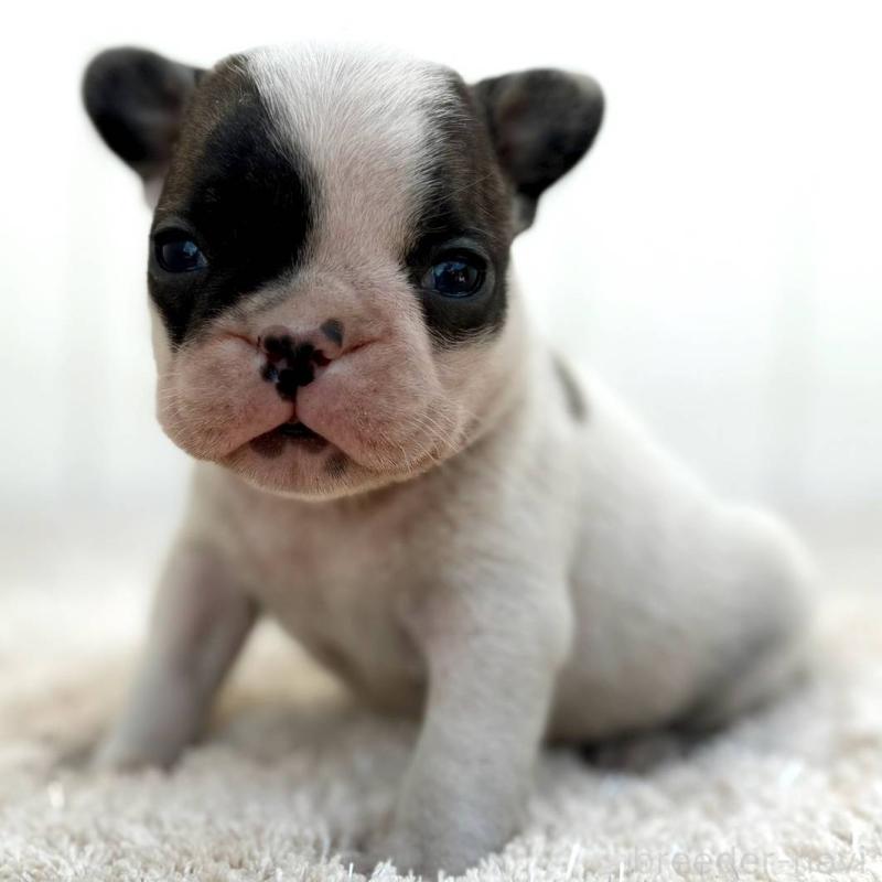 販売中の茨城県のフレンチブルドッグ-427475の17枚目