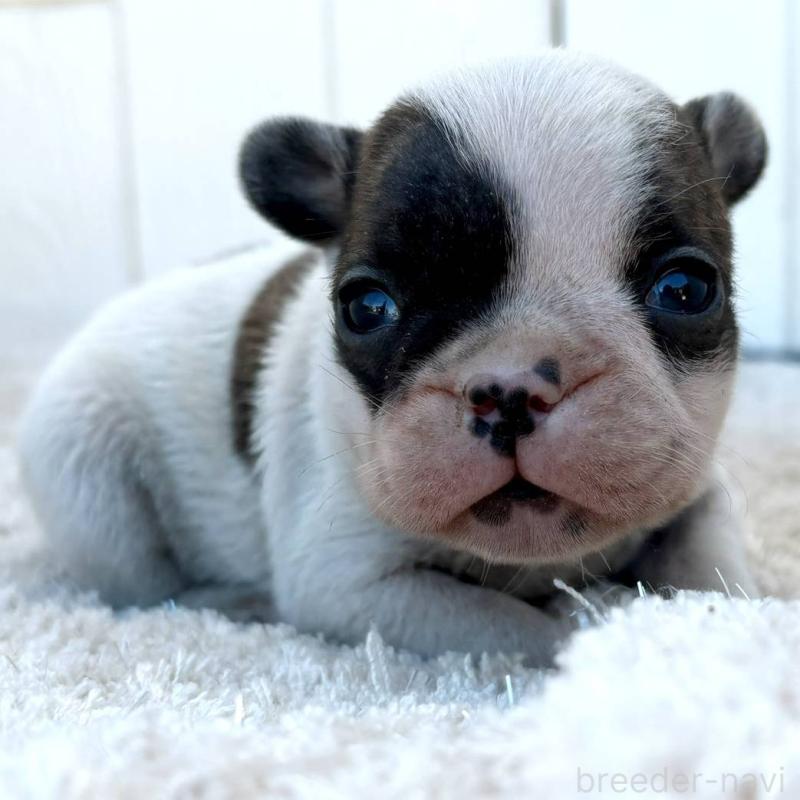 販売中の茨城県のフレンチブルドッグ-427475の16枚目