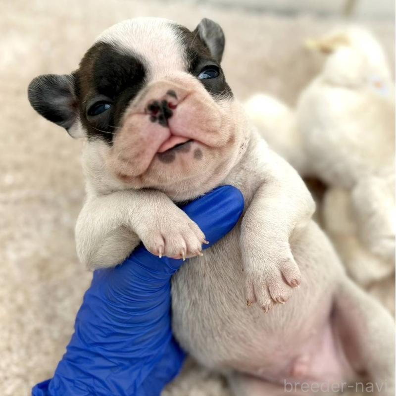 販売中の茨城県のフレンチブルドッグ-427475の15枚目