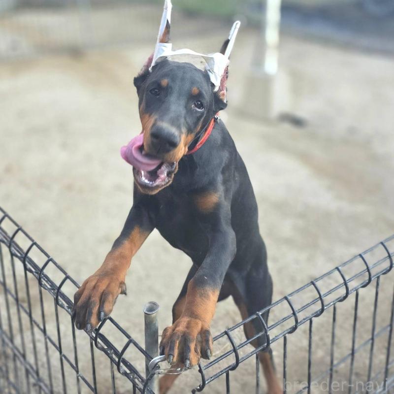 商談中の茨城県のドーベルマン-415241の11枚目